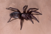 Un mle (Araneae - Gnaphosidae - Scotophaeus sp.)